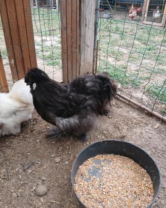 Gallo