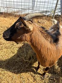 Caprette tibetane