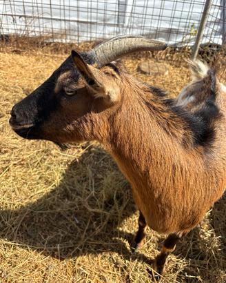 Caprette tibetane