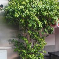 Ficus Benjamin 
