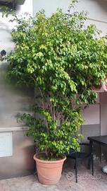 Ficus Benjamin 