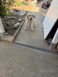 Cucciola di Labrador Retriever