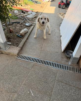 Cucciola di Labrador Retriever