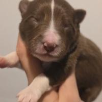 Border collie
