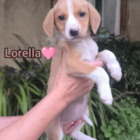 Lorella - SALVA UN INVISIBILE