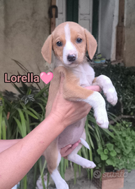 Lorella - SALVA UN INVISIBILE