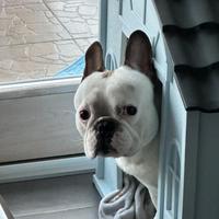 Thor Bulldog Francese