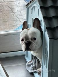 Thor Bulldog Francese