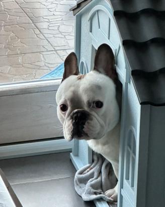 Thor Bulldog Francese
