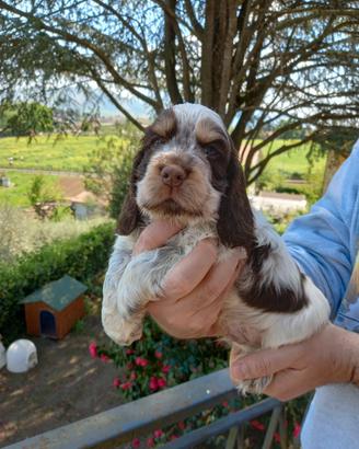 Cocker spaniel inglesi