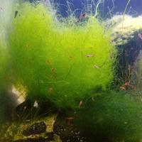 Chaetomorfa salmastra