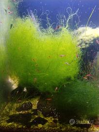 Chaetomorfa salmastra