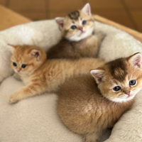 Cuccioli golden british incantevoli