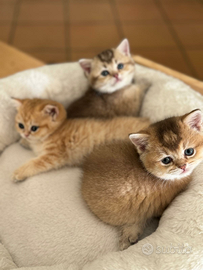 Cuccioli golden british incantevoli