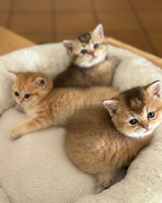 Cuccioli golden british incantevoli