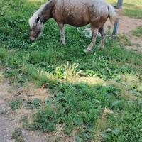 Pony e cavalli da scuola