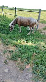 Pony e cavalli da scuola