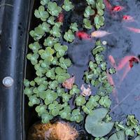 Pistia stratiotes