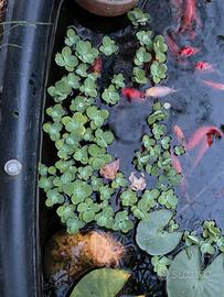 Pistia stratiotes