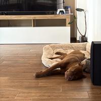 Cucciolone di pitbull red nose