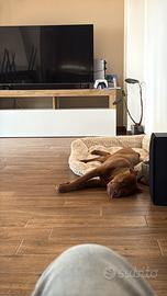 Cucciolone di pitbull red nose