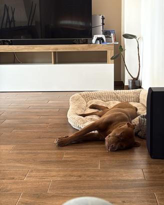 Cucciolone di pitbull red nose