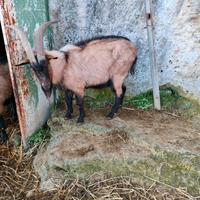 2 capre becchi 1 Shannen e 1 camosciato