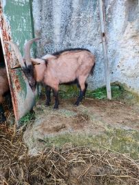 2 capre becchi 1 Shannen e 1 camosciato