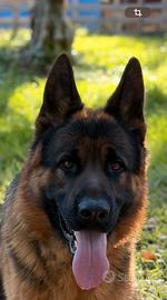 Disponibile per monta