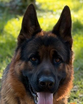 Disponibile per monta