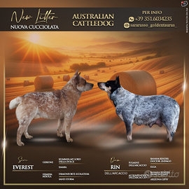 Cuccioli australian cattledog