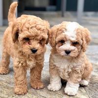 Cuccioli maltipoo toy mini beige