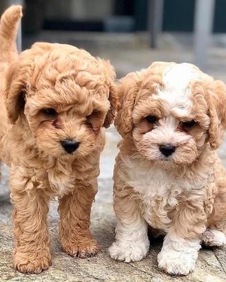 Cuccioli maltipoo toy mini beige