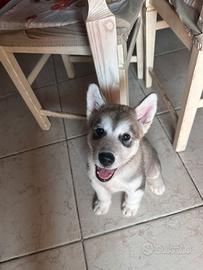 Cuccioli di Alaskan Malamute