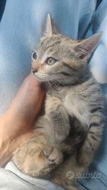 Gattini cuccioli