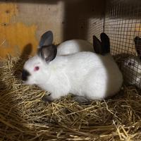 Conigli californiani