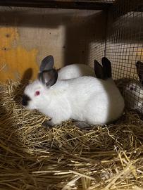 Conigli californiani