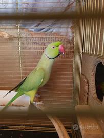 Parrocchetti dal collare