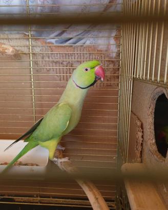 Parrocchetti dal collare