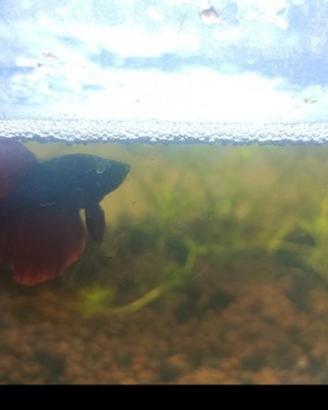 Betta delta maschio rosso