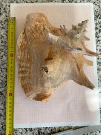 Conchiglia da decorazione