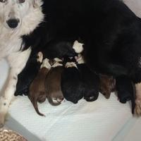 Cuccioli Border Collie