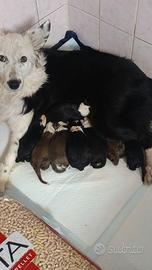 Cuccioli Border Collie