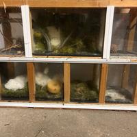 Gabbia per insetti (teca)