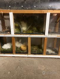 Gabbia per insetti (teca)