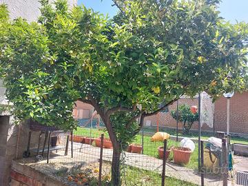 pianta di arancio