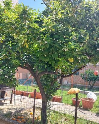 pianta di arancio