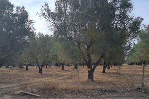 Terreno edificabile contrada vergine