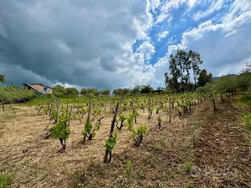 Terreno agrigolo 4300 mq uliveto e vigneto