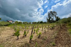 Terreno agrigolo 4300 mq uliveto e vigneto